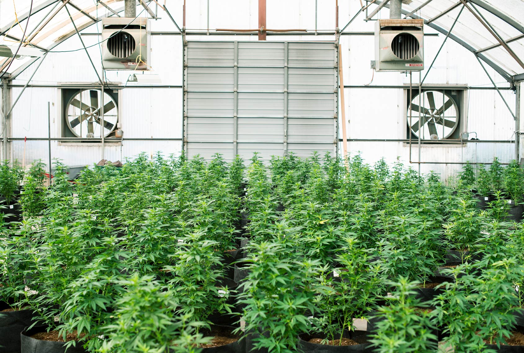 Legal_Marijuana_033.JPG