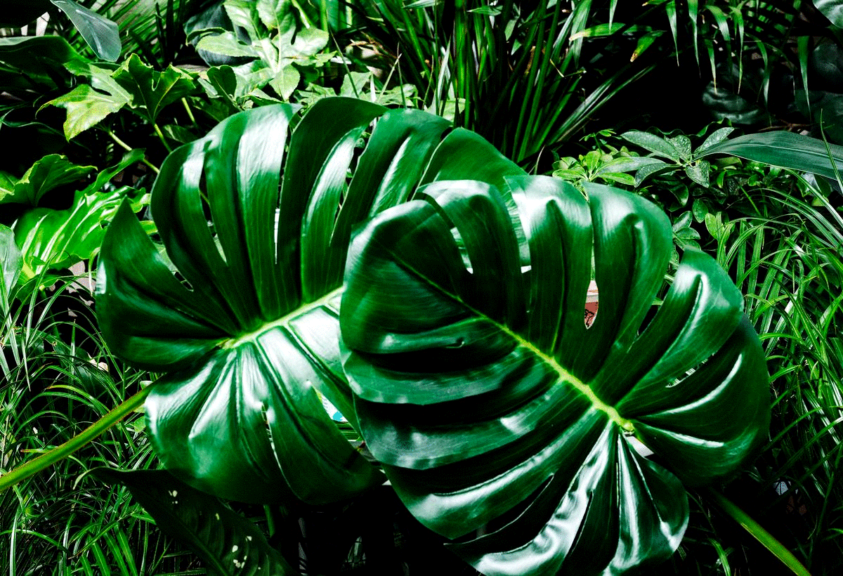 LushPlantYorgurt